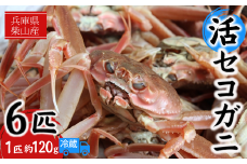 【先行予約】【柴山産 活セコガニ 6匹 1匹約120g】11月中旬以降配送予定 濃厚なかにミソとやみつきになる内子、外子が絶品です 数量限定 産地直送 鮮度抜群 絶妙の塩加減での茹で上げ 大人気 ふるさと納税 香美町 香住 柴山 カニ 松葉ガニ せいこがに メスガニ 親ガニ ヤマヨシ 27000円 37-01　