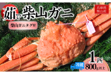 【先行予約】【柴山産 茹で タグ付 柴山ガニ 1匹（約800g以上）冷蔵】11月中旬以降配送予定 柴山で水揚げされた新鮮な松葉ガニを熟練の職人が茹で上げ。産地証明のタグ付き松葉ガニ カニの本場 香住 新鮮 国産 鍋 かにすき 脚 足 爪 身 肩 大人気 ふるさと納税 兵庫県 香美町 香住 柴山ガニ ズワイガニ 松葉ガニ ヤマヨシ 105000円 37-07