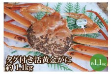 【先行予約】【幻のカニ 兵庫県香住産 タグ付き活黄金ガニ 約1.1kg 冷蔵】令和7年11月中旬以降、カニの水揚げ次第順次発送予定 松葉がにの旨味と香住ガニの甘みをあわせもつ黄金ガニ 水揚げ量が少なく大変貴重 特大サイズ かにすき お鍋 焼きガニ 香住漁港 柴山漁港 ふるさと納税 返礼品 おすすめ 兵庫県 香美町 日本海フーズ にしとも かに市場 130000円 07-39 