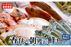 【兵庫県香住産 香住の朝獲れ地魚セット 3-10月限定 新鮮 鮮魚 4～5種類詰め合わせ（1.5kg～2kg程度） 冷蔵】※漁の状況により発送までに1ヶ月半程度かかる場合があります。入金確認後、ご連絡の上発送いたします。配送日指定不可。季節感のある旬の鮮魚をお届け ご希望により内蔵処理も承ります。ふるさと納税 お刺身 煮魚 焼魚 フライ 兵庫県 香美町 香住 宿院商店 12000円 33-11