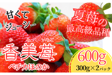 【期間限定】【夏イチゴの最高級品種 ペチカほのか 300g（12～24粒）2パック】7月～11月まで順次発送 香美町で育てた 香美苺 いちご イチゴ 人気 おすすめ ふるさと納税 返礼品 兵庫県 香美町 村岡 ユースランド 23000円 18-06
