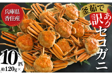 【先行予約】【セコガニ 訳あり（欠足 キズ 汚れなど）約120g×10匹 冷凍】令和7年11月中旬以降、順次発送予定 濃厚なカニ味噌とやみつきになる内子、外子が絶品 釜茹で 冷凍 産地直送 鮮度抜群 国産 かに カニ 蟹 松葉ガニ せいこがに メスガニ 親ガニ 大人気 ふるさと納税 おすすめ 返礼品 兵庫県 香美町 香住 柴山 日本海フーズ 20000円  07-117