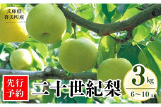 【先行予約】【梨 20世紀梨 香住梨 3kg 秀品（Aランク）L～5Lサイズ混合6～10玉】8月下旬～9月中旬までにお届け 二十世紀梨 シャキシャキの食感 ほどよい甘さとみずみずしさ 香美町で育つ香住梨 フルーツ 果物 なし ナシ 贈答品 ギフト 青梨 和梨 国産 香住 大人気 ふるさと納税 おすすめ 返礼品 ランキング 兵庫県 香美町 たじまんま JAたじま 12000円 76-02
