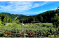香住は兵庫県一の梨の生産地。排水がよく、ゆるやかな山の斜面で、日本海から吹き付ける潮風を受けて育ちます。