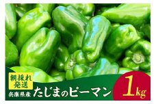 【朝採れ発送「たじまのピーマン」1kg】ご入金確認後、順次発送予定 野菜 ピーマン たじま たじまピーマン 新鮮 サラダ 野菜 おかず 詰め合わせ 絶品 お取り寄せ 美味しい 料理 おうちごはん 新鮮 ピーマン肉詰め おすすめ 返礼品 ふるさと納税 兵庫県 香美町 村岡 むらおか夢アグリ 6000円 41-26