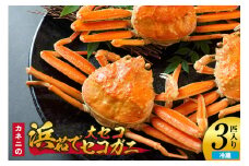 【先行予約】【カネニの浜茹でセコガニ 大セコ 3匹入】令和7年11月中旬以降、水揚げ次第順次発送予定 冷蔵 濃厚なカニ味噌 やみつきになる内子 外子 絶品 浜茹で 産地直送 鮮度抜群 香美町 香住 柴山 送料無料 カニ 松葉ガニ せいこがに メスガニ 親ガニ カネニ 06-19 