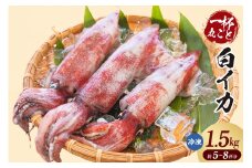 【白イカ 約1.5kg（5-8杯程度入）冷凍】ご入金確認後、順次発送予定 獲れたまま バラ凍結 鮮度抜群 いか イカ 白いか 白イカ 大人気 おすすめ 返礼品 ふるさと納税 香美町 香住 山米鮮魚 27000円 74-06