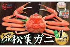 【先行予約】【ボイル松葉がに 1匹（約800g）かにの身入りかにみそ 三杯酢付 冷蔵】令和7年11月中旬以降順次配送予定 配送前に事前連絡いたします 香住・山陰沖で水揚げされた新鮮な松葉がにを熟練の職人が茹で上げ カニの本場 香住 新鮮 国産 鍋 かにすき 脚 足 爪 身 肩 大人気 ふるさと納税 兵庫県 香美町 香住 柴山 ズワイガニ 100000円 マルヨ食品 マルヨダイレクト 17-30