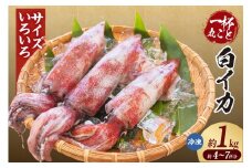 【白イカ 約1kg（4-7杯程度入）不揃い 冷凍】ご入金確認後、順次発送予定 獲れたまま バラ凍結 鮮度抜群 サイズいろいろ 大小さまざま いか イカ 白いか 白イカ 大人気 おすすめ 香美町 香住 山米鮮魚 74-31