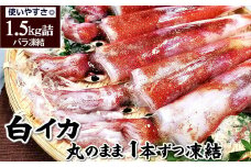兵庫県新温泉町　白イカ(冷凍)約1.5kg(5-8杯程度入)