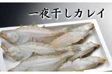 美味い、脂の乗った浜坂産一夜干しかれい　約1.0kg　5～8枚入【1561770】