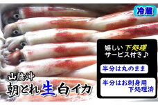 朝とれ白イカ(生・冷蔵)約1.5kg(5-8杯程度入)　半分は刺身用に下処理、半分は丸のままで【1114070】