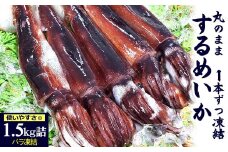 スルメイカ(冷凍)たっぷり約1.5kg　サイズ不揃い　兵庫県新温泉町　