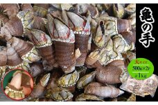 兵庫県新温泉町　亀の手　大サイズ　500g×2袋【1411902】