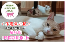 ＜保護猫応援＞湯村温泉の猫カフェ　猫時間の1時間利用券(ワンドリンク付き)2枚【1422388】
