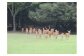 鹿寄せ