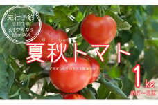 【先行予約】令和7年8月中旬から順次発送 夏秋トマト1キロ 〈ぴの山ファーム〉 酸味 みずみずしさ とまと トマト 夏秋 野菜 奈良県 奈良市 なら 7-013