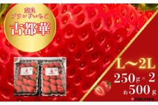 「6FARMの 古都華いちご」 限定出荷 〈6FARM〉 いちご 苺 奈良ブランド苺 イチゴ ブランド 古都華 大粒 奈良県 奈良市 なら 10-099