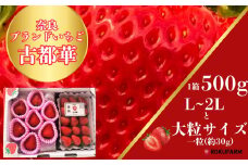 「6FARMの 古都華いちご」 限定出荷 〈6FARM〉 いちご 苺 奈良ブランド苺 イチゴ ブランド 古都華 大粒 奈良県 奈良市 なら 15-047