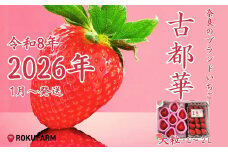 ★★2026年予約販売開始★★【2026年（令和8年）1月～発送】 
「6FARMの 古都華いちご大粒とL～２Lセット」 限定出荷 〈6FARM〉 いちご 苺 奈良ブランド苺 イチゴ ブランド 古都華 大粒 奈良県 奈良市 なら 15-068