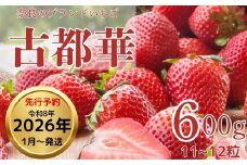 【2026年1月以降発送】いちご（古都華）藤井農園特選大粒古都華600g×1ケース（数量限定 予約販売）奈良県 奈良市 なら 67-004