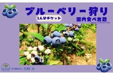 ブルーベリー狩りチケット大人1名 あおはにブルーベリー園 観光 チケット フルーツ狩り 食べ放題 甘い   青葉仁会 なら 奈良県 奈良市 2-001