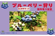 ブルーベリー狩りチケット大人2名 あおはにブルーベリー園 観光 チケット フルーツ狩り 食べ放題 甘い   青葉仁会 なら 奈良県 奈良市 4-163