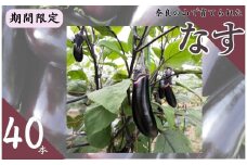 なす〈期間限定〉 なすび 夏野菜 千両2号 （40本）国産 奈良市産 ナス 茄子 産地直送  野菜 ベジタブル 新鮮 焼きナス 麻婆 煮浸し 煮つけ 味噌炒め キズあり 奈良県 奈良市 7-228