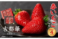 春いちご　古都華　約300g×4パック　合計約1200g_ いちご 苺 果物 フルーツ くだもの 旬 人気 おすすめ 贈答 ギフト 産地直送 送料無料 冷蔵 【1486658】