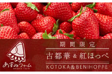 奈良県産＜朝摘み・農家直送＞古都華&紅ほっぺ食べ比べセット 化粧箱入(約250g 各1P計2パック)_ いちご 苺 紅ほっぺ 食べ比べ 古都華 セット フルーツ 果物 くだもの 奈良県 朝摘み 農家直送 贈答 ギフト 化粧箱 【1574132】