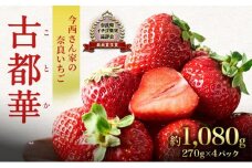 【先行予約】今西さん家の奈良いちご いちご 古都華 約1,080g(270g× 4パック ) フルーツ 果物 旬 糖度 産地直送 農家直送 旬のフルーツ 旬の果物 お取り寄せ おやつ デザート  冷蔵  奈良 大和郡山市[№5990-0436]
