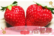 奈良県大和郡山市産いちご「古都華」 [№5990-0603]