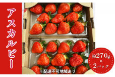しょうこおばあちゃんが作った【イチゴ】（アスカルビー）約270g×2パック [№5990-0611]