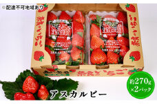 いちご（アスカルビー）約270g×2パック 苺 イチゴ [№5990-0618]