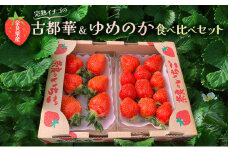 奈良県産完熟イチゴの古都華＆ゆめのか食べ比べセット(各1パックずつ)【 いちご 苺 セット 果物 フルーツ 】 [№5990-0821]