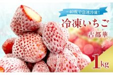 -40度で急速冷凍！ 冷凍いちご 1kg ( 古都華 )[№5990-0922]