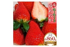 ＜2026年1月以降順次発送予定＞電子技法栽培「苺」ゆめのか＜約430g×2トレー＞【1072260】