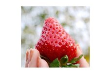 ＜11月以降発送＞古都華・あすかルビー　2種類の贅沢セット　合計2パック【1072517】