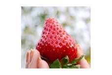 ＜11月以降発送＞古都華・あすかルビー　2種類の贅沢セット　合計2パック【1072517】
