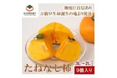 ＜R6年10月中下旬～11月の発送＞種なし柿　3L2L～L　9個～11個【1233076】