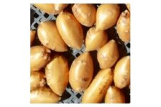 天理市産　栄養満点　アピオス　600g【1490873】