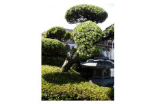 住宅の植木の剪定作業(作業期間：1月～7月)