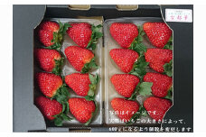 奈良県橿原市産のあまさが特徴のいちご「古都華（ことか）」（600g以上） ※2026年1月中旬頃より順次発送予定