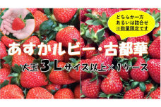 おかげさまで20周年 毎年大好評の甘い美味しい大粒苺（３L以上のあすかルビー・古都華（ことか））◇
※発送前に電話連絡あり
※発送時期指定不可
※北海道・沖縄・離島への配送不可