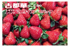おかげさまで20周年 毎年大好評の甘い美味しい苺（レギュラーパック2Lサイズ）（古都華（ことか））◇
※発送前に電話連絡あり
※発送時期指定不可
※北海道・沖縄・離島への配送不可