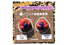 埴輪と勾玉のピアス｜アクセサリー ピアス イヤリング 埴輪 はにわ 勾玉 奈良
※着日指定不可