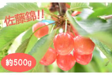 M-AD42.【6月頃～発送予定】 さくらんぼ 佐藤錦 約500g