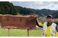 画像はイメージです。