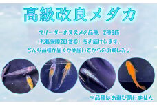 M-BC12.【発送は4月～11月】高級メダカ２種　８匹　死着保障２匹