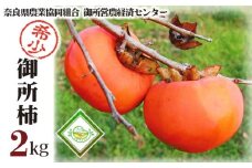 御所柿 約2kg ／ 奈良県農業協同組合 甘柿 かき 果物 希少 特産品 奈良県 御所市